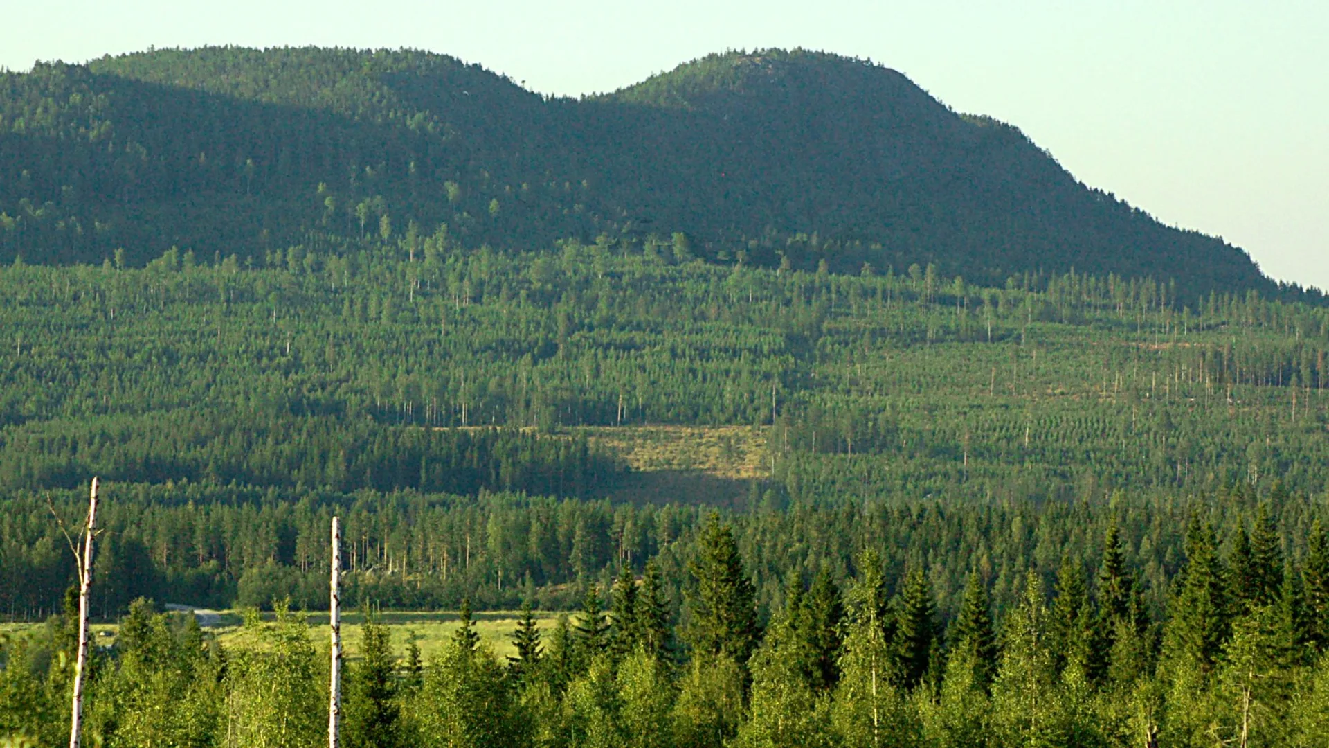 Bjurholm – hero image